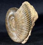 Parkinsonia parkinsoni (SOWERBY 1821) - Bild &copy; FossNet FossilienStore